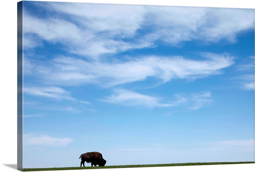 American Bison (Bison bison) feeding on grassy prairie on spring afternoon, Badlands National Park, South Dakota.