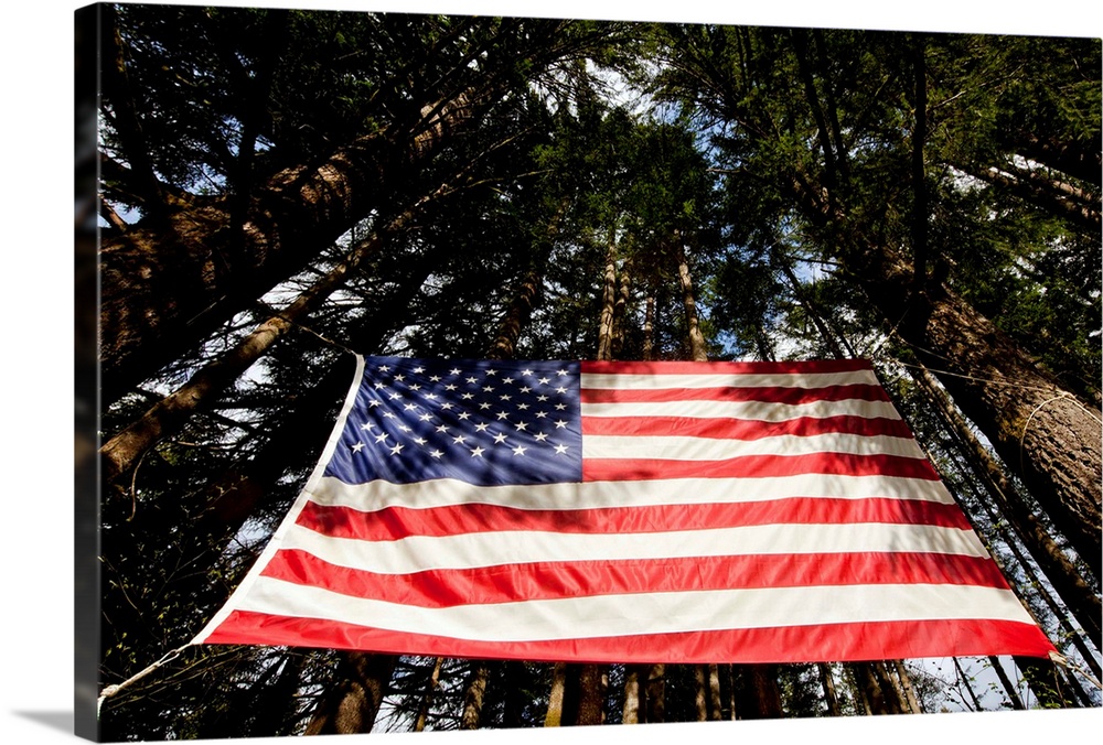 USA, Washington, Large American flag hanging from Douglas Fir trees in rainforest along US Highway 2 on spring afternoon