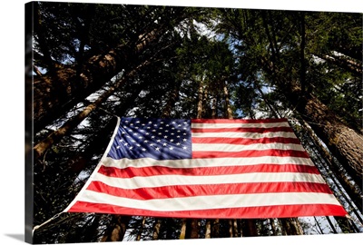 American Flag In Forest, Washington