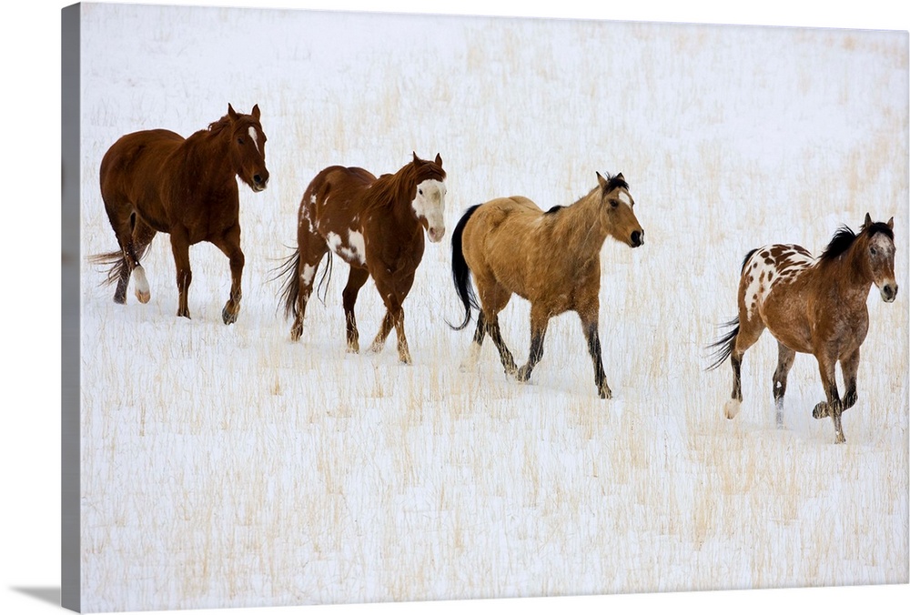American Quarter Horses In Winter