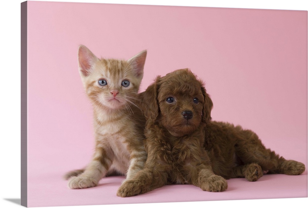 American Short-hair Kitten and Toy Poodle Puppy lying together
