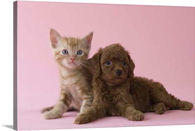 American Short-hair Kitten and Toy Poodle Puppy lying together