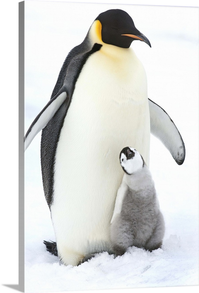 An adult Emperor penguin with a small chick nuzzling up, and looking upwards.
