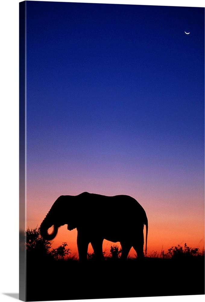 An African elephant grazing at dusk in Savuti Marsh, Botswana.