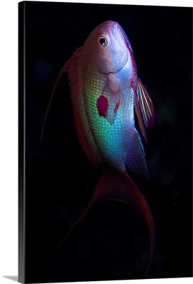 An anthias fish, Egypt
