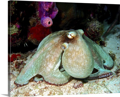 An octopus resting at the sea floor, Roatan, Honduras