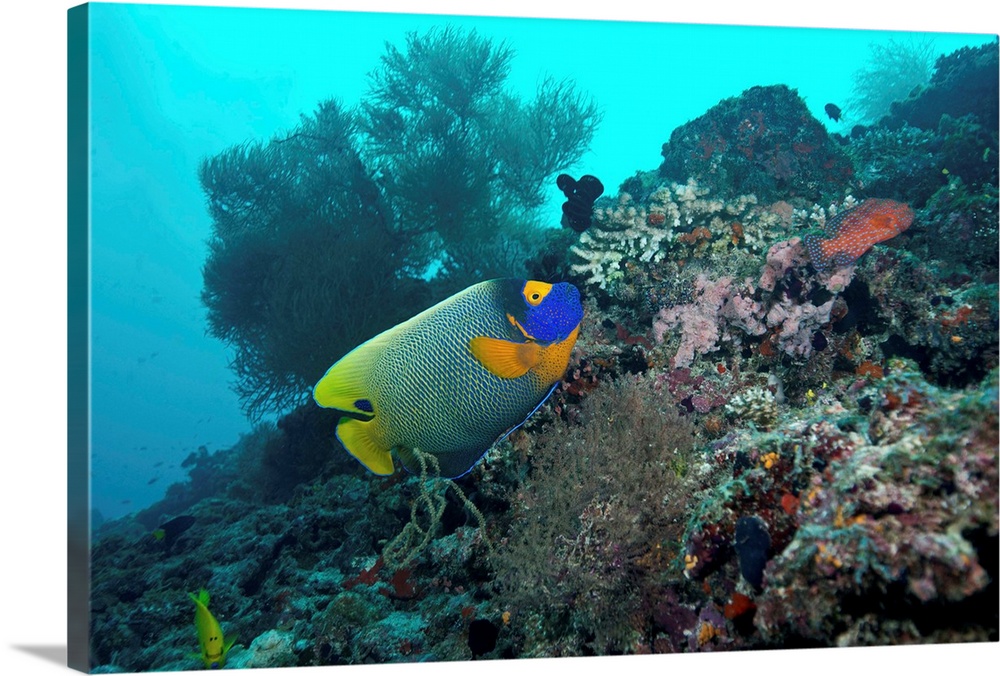 BLUE-FACED ANGELFISH, Pomacanthus xanthometopon, Pomacanthidae, Maldives