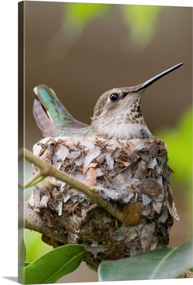 Anna's Hummingbird sits on eggs in it's nest (Calypte anna) Irvine,California