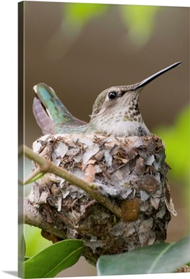 Anna's Hummingbird sits on eggs in her nest