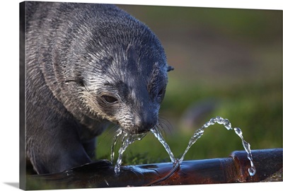 Antarctic Fur Seal Drinking From Leaking Water Pipe