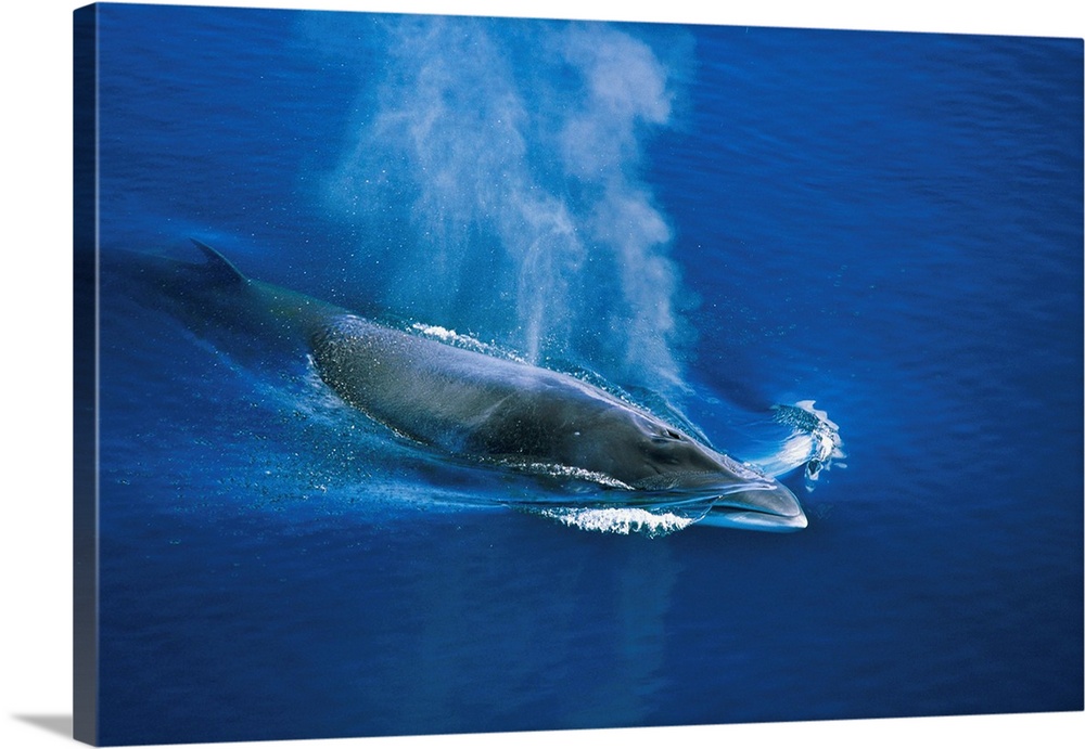 Antarctic or Southern Minke Whale (Balaenoptera bonaerensis) swimming near Boothe Island in the Lemaire Channel, Antarctic...
