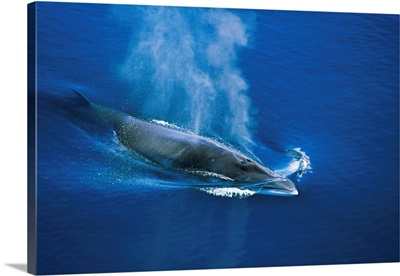Antarctic Minke Whale Surfacing