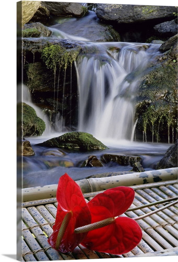 Anthurium flowers in a simulated Japanese garden setting.