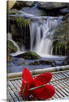 Anthurium flower arrangement