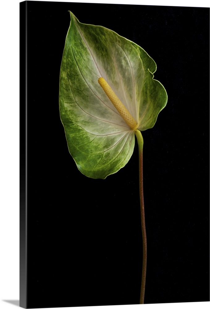 Anthurium leaf on black background.