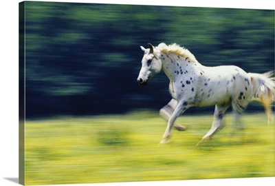 Appaloosa horse running in field