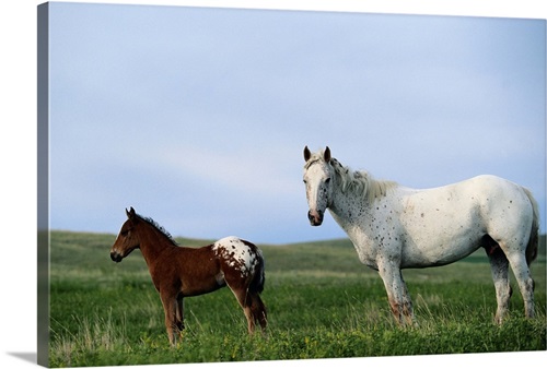 Appaloosa mare and colt standing in pasture | Great Big Canvas