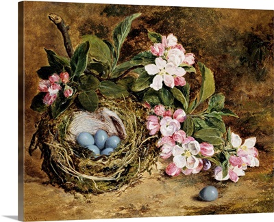 Apple Blossom And A Bird'S Nest