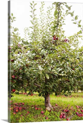 Apple tree with fallen fruit