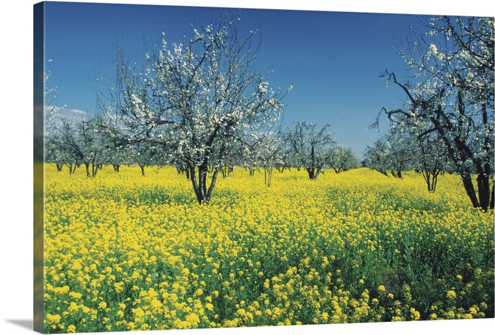 Apple trees in a Mustard field, Napa Valley, California, USA