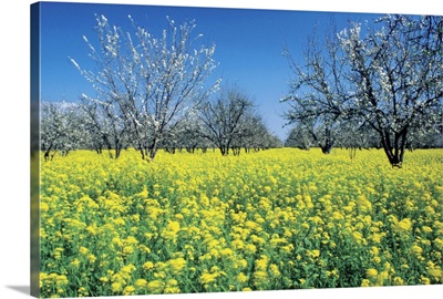Apple trees in a mustard field, Napa Valley, California, USA