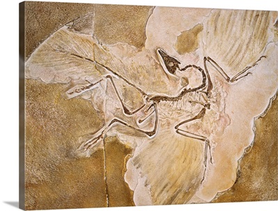Archaeopteryx Lithographica Fossil