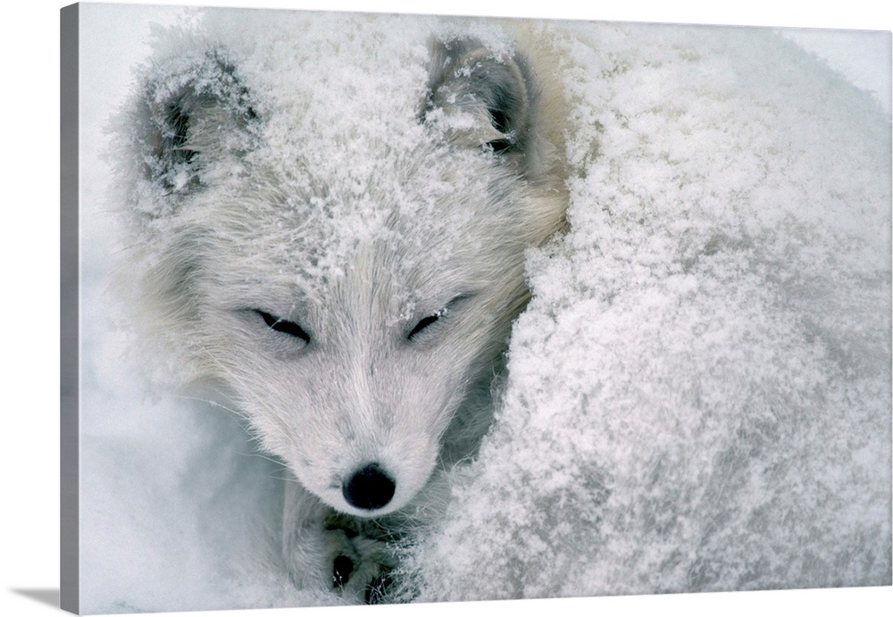 An Arctic fox sleeps curled in the snow at the Como Zoo in Saint Paul, Minnesota. | Location: Como Zoo, Saint Paul, Minnes...