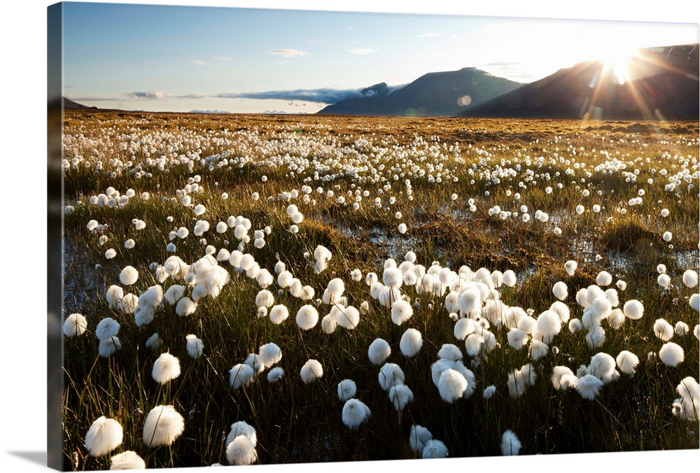 Norway, Svalbard, Midnight sun lights meadow of white Cottongrass (Eriophorum Scheuczeri) in mountain valley north of Long...
