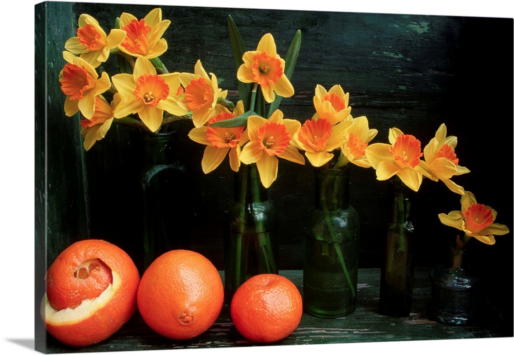 Vases of daffodils of descending height stand beside oranges and a tangerine.