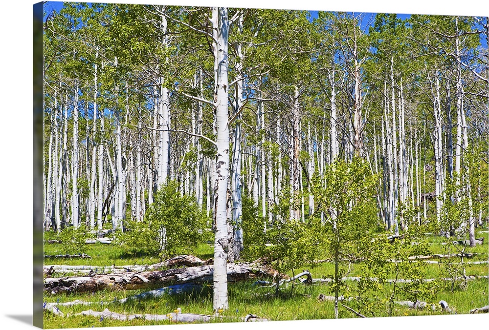 Aspen grove (Populus tremuloides) near Zion National park, upper Kolob Plateau, The Kolob Reservoir Road, on rout to Cedar...