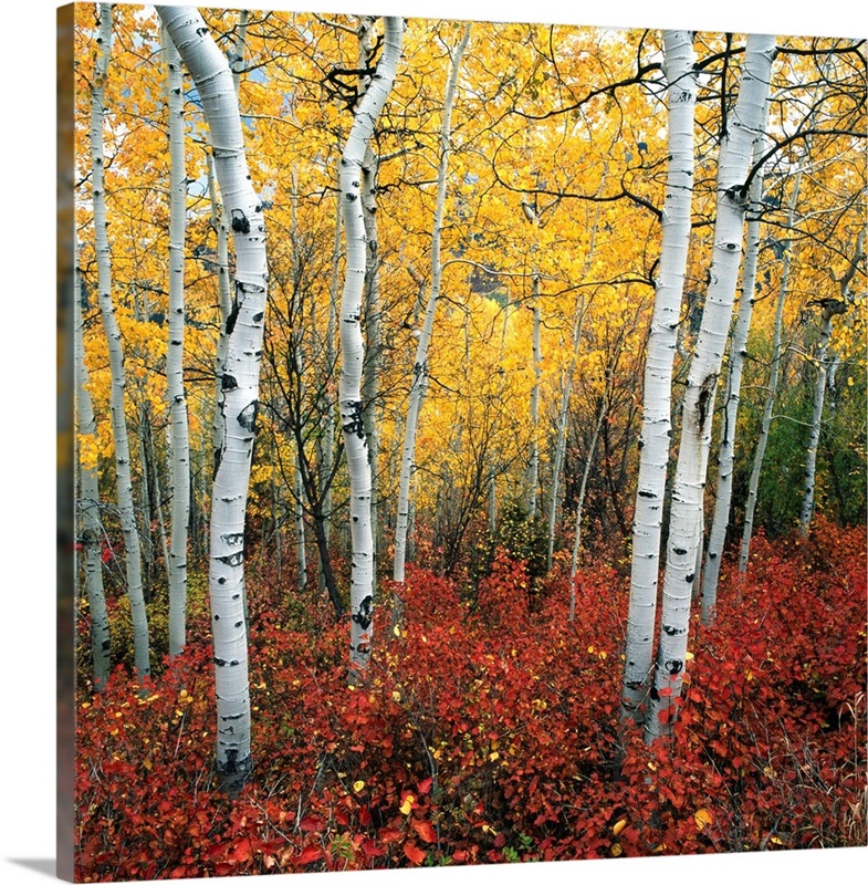 Aspen In Autumn At Uinta National Forest | Great Big Canvas