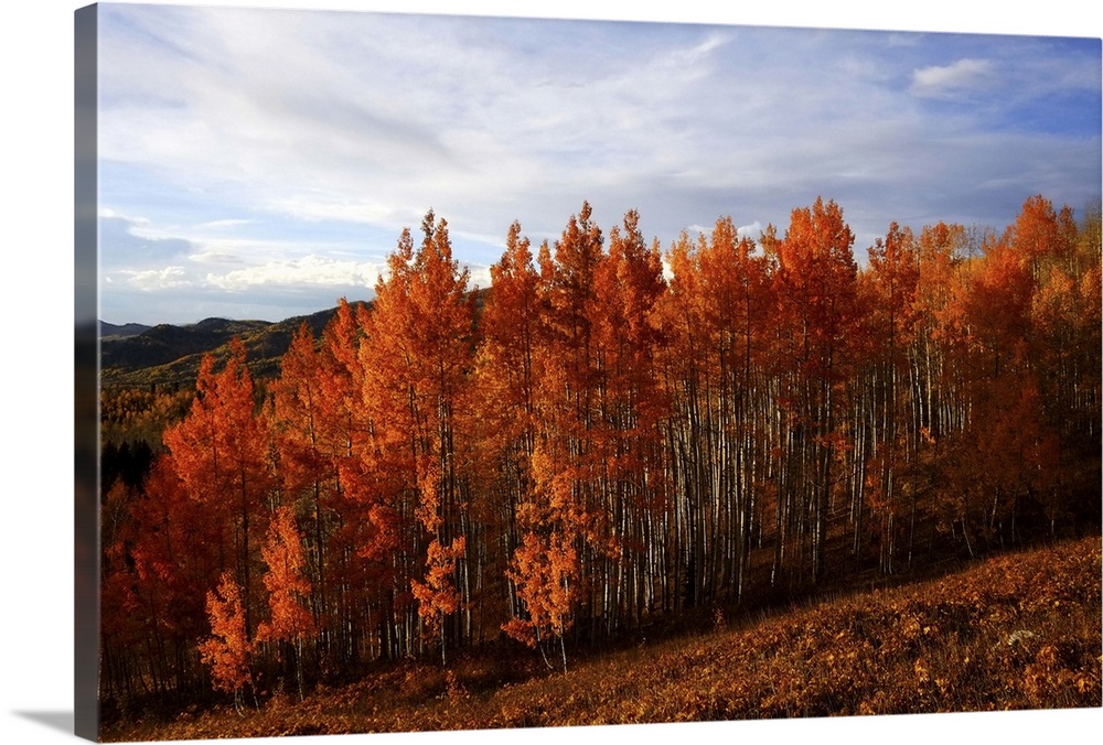Aspen trees in fall colors, Colorado