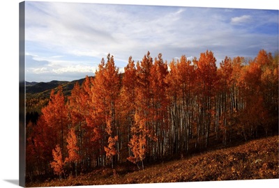 Aspen trees in fall colors, Colorado