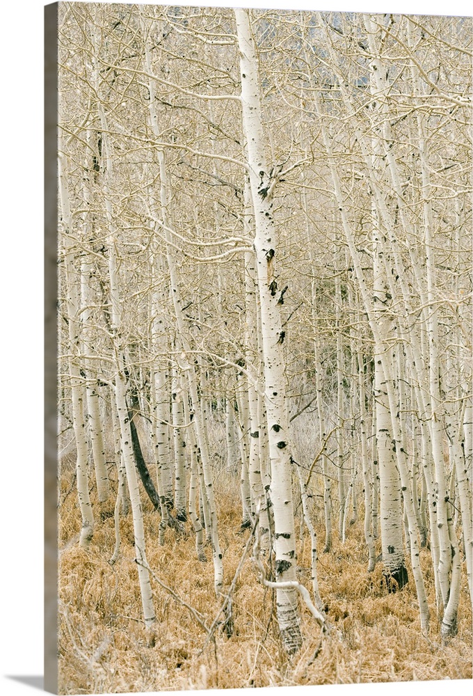 Aspen trees, Sugarhouse Park, Salt Lake City, Utah