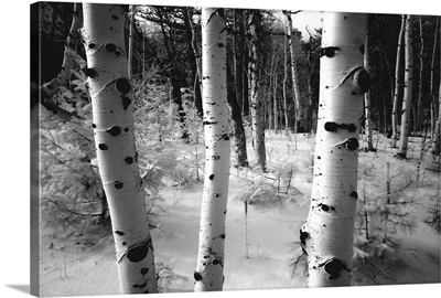 Aspen trunks, winter scene