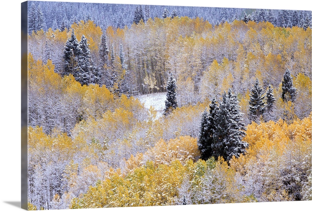 Aspens And Firs Blanketed With Snow