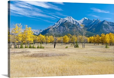 Aspens in a meadow in banff national park, Canada
