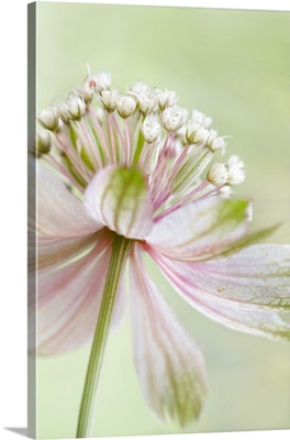 Astrantia