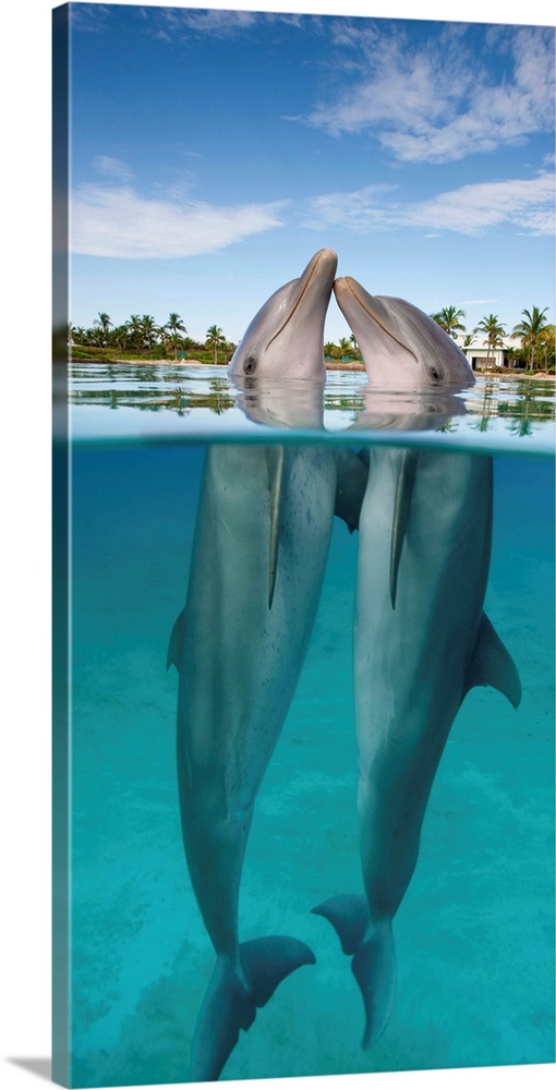 Atlantic Bottlenose Dolphins Kissing