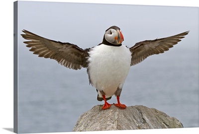Atlantic Puffin stretching its wings.