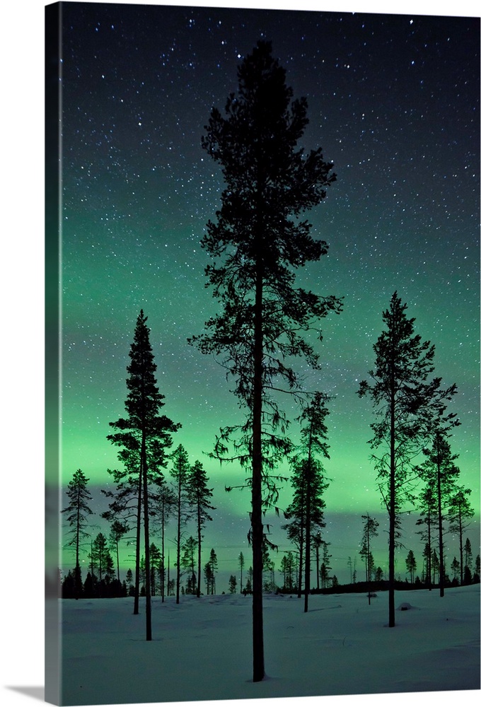 Amazing northern lights display over pine trees in night skies over Kiruna, Sweden