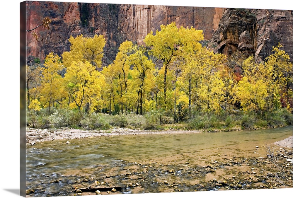 Autumn along the Virgin River in Zion Canyon, Zion National Park, Utah. USA