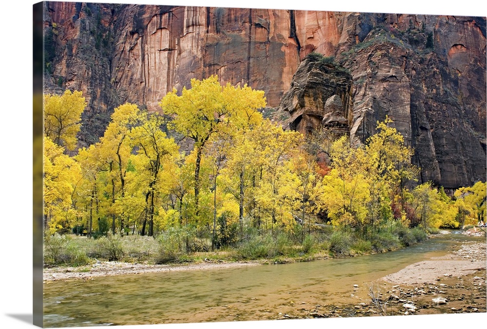 Autumn along the Virgin River in Zion Canyon, Zion National Park, Utah. USA