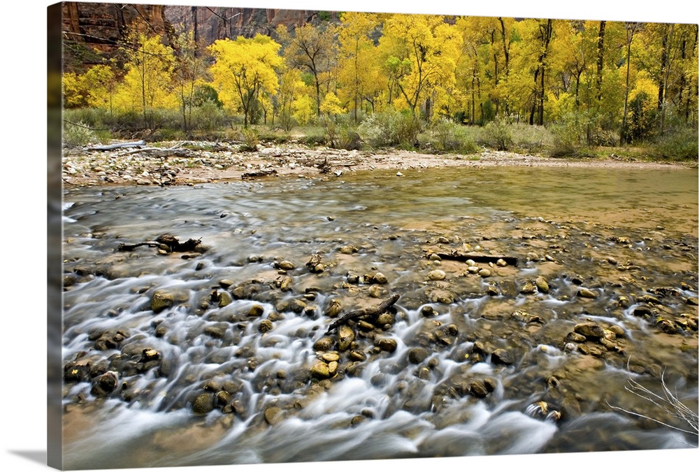 Autumn along the Virgin River in Zion Canyon, Zion National Park, Utah. USA