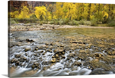 Autumn along the Virgin River in Zion Canyon, Zion National Park, Utah