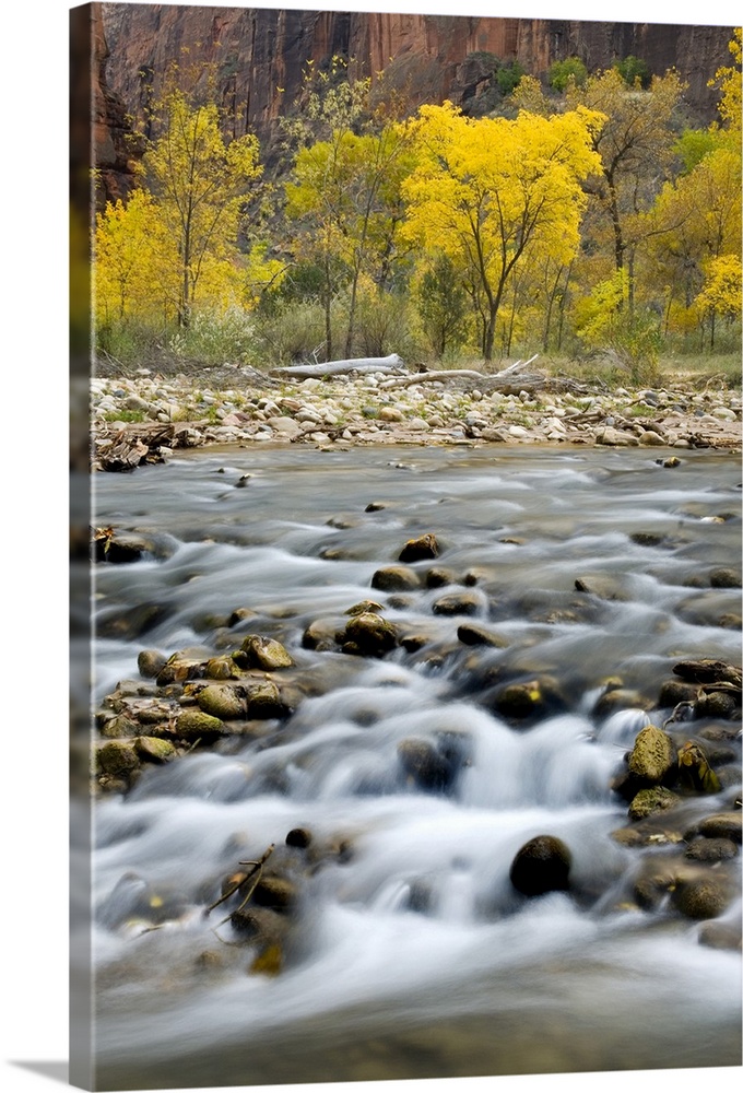 Autumn along the Virgin River in Zion Canyon, Zion National Park, Utah. USA