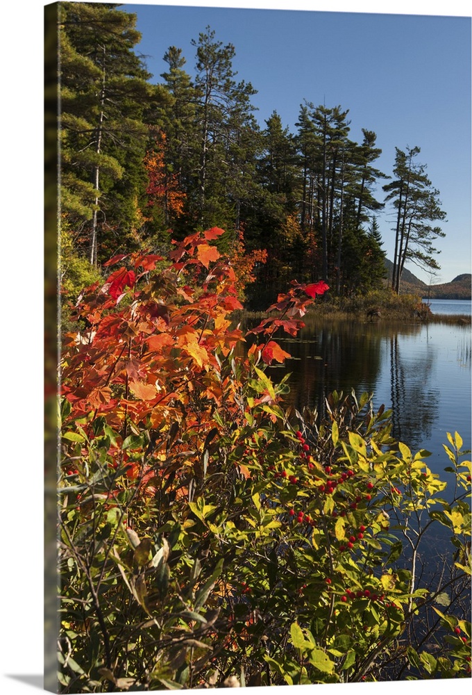 Autumn color on the Carriage Road near Eagle Lake, Acadia National Park, Mount Desert Island, Maine.