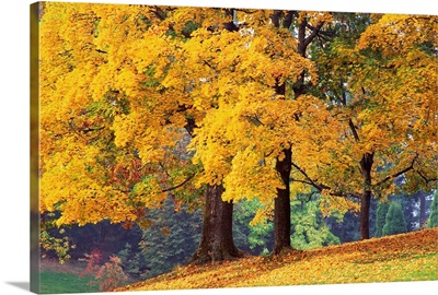 Autumn Foliage At Hoyt Arboretum