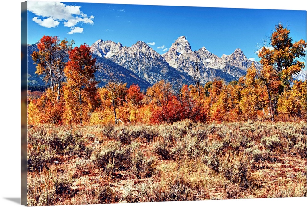 Seasonal color in front of Teton mountain range in Grand Teton National Park, Jackson Hole, Wyoming.