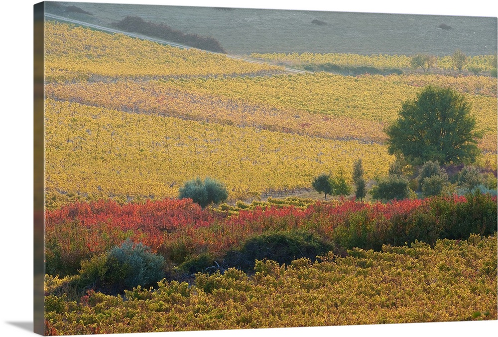 Autumn landscape, Provence France